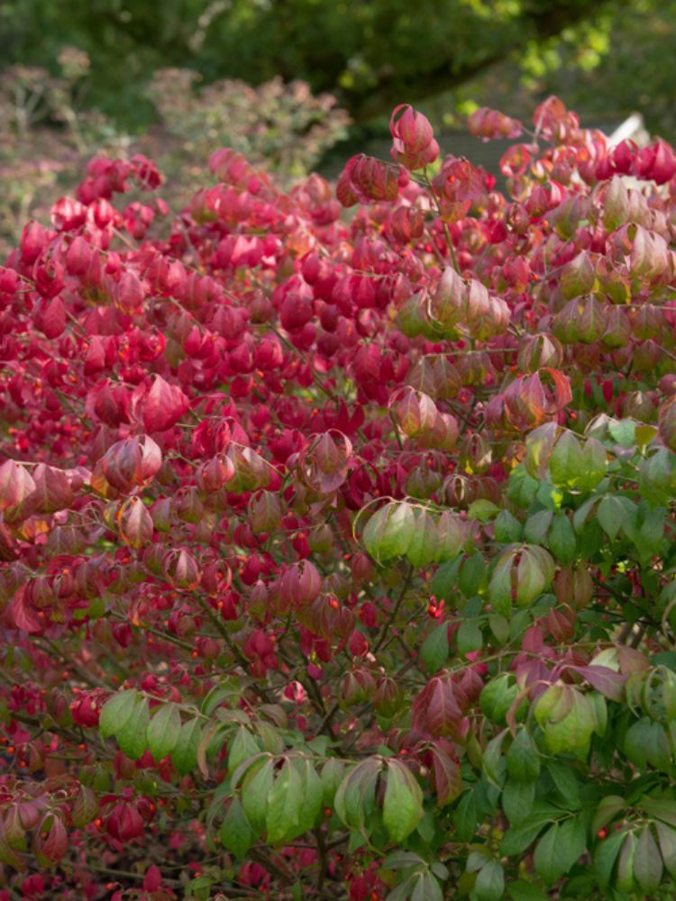 Korkflügelstrauch 'Compactus', Euonymus alatus 'Compactus' kaufen im Online-Shop der Bohlken 