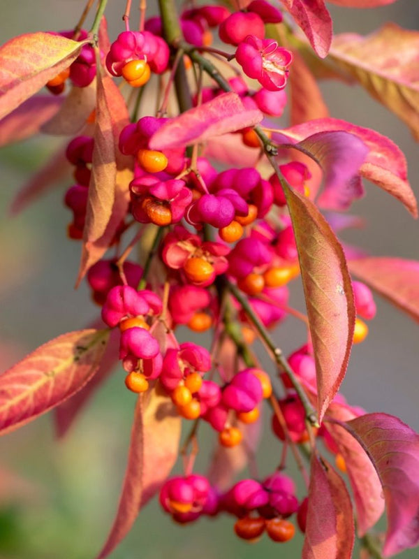 Artikelbild für Pfaffenhütchen Euonymus europaeus im Onlineshop der Bohlken Baumschulen