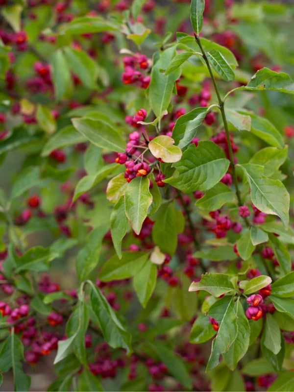 Artikelbild für Pfaffenhütchen Euonymus europaeus im Onlineshop der Bohlken Baumschulen