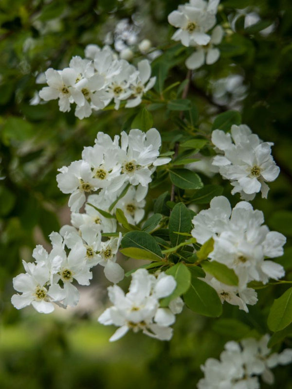 Prunkspiere, Exochorda racemosa 'Blushing Pearl' ® kaufen im Online-Shop der Bohlken Baumschulen