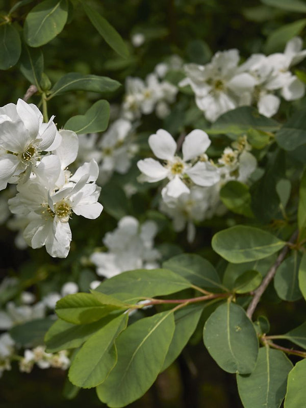 Prunkspiere, Exochorda racemosa 'Blushing Pearl' ® kaufen im Online-Shop der Bohlken Baumschulen