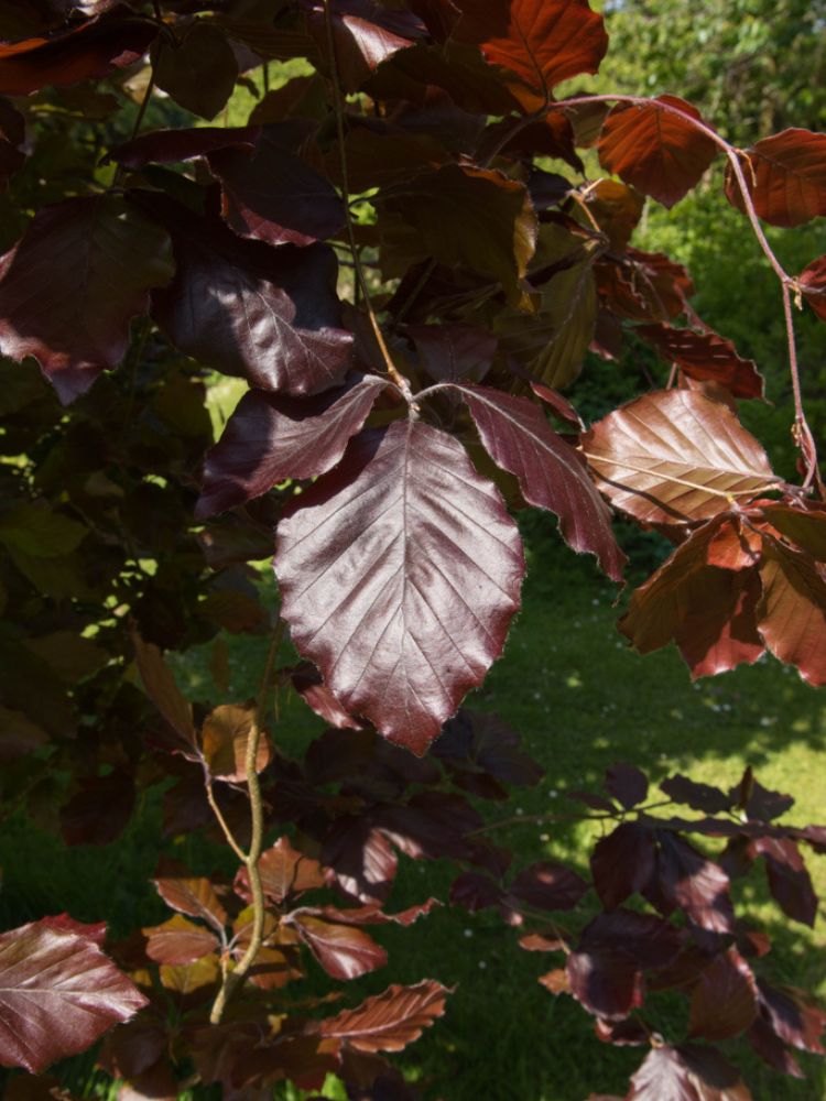 Fagus sylvatica 'Dawyck Purple', Säulen-Blutbuche 'Dawyck Purple' im Onlineshop der Bohlken Baumschulen