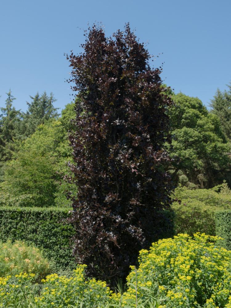 Fagus sylvatica 'Dawyck Purple', Säulen-Blutbuche 'Dawyck Purple' im Onlineshop der Bohlken Baumschulen