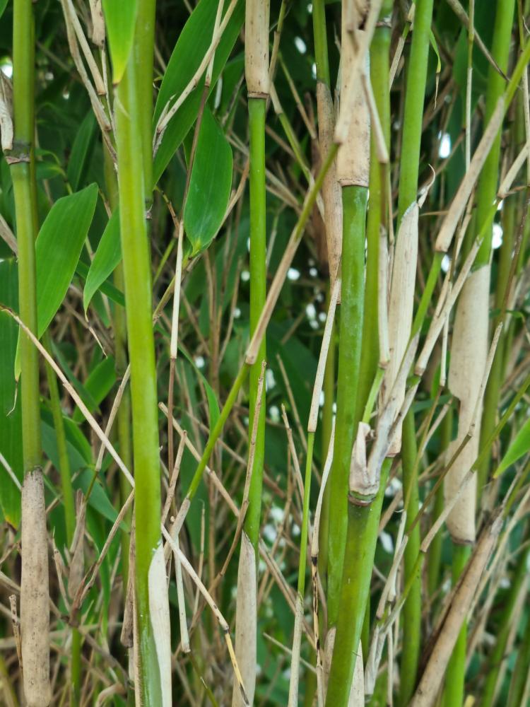 Elfenbeinbambus, Fargesia spathacea 'Ivory Ibis' ® kaufen im Online-Shop der Bohlken Baumschulen