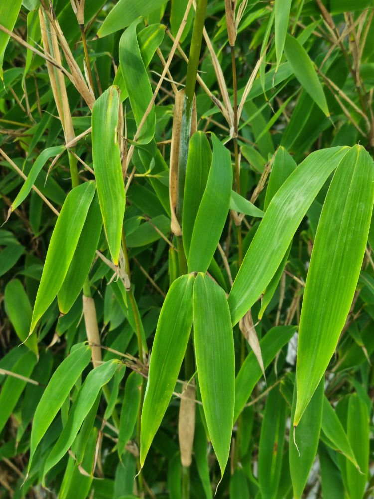 Elfenbeinbambus, Fargesia spathacea 'Ivory Ibis' ® kaufen im Online-Shop der Bohlken Baumschulen