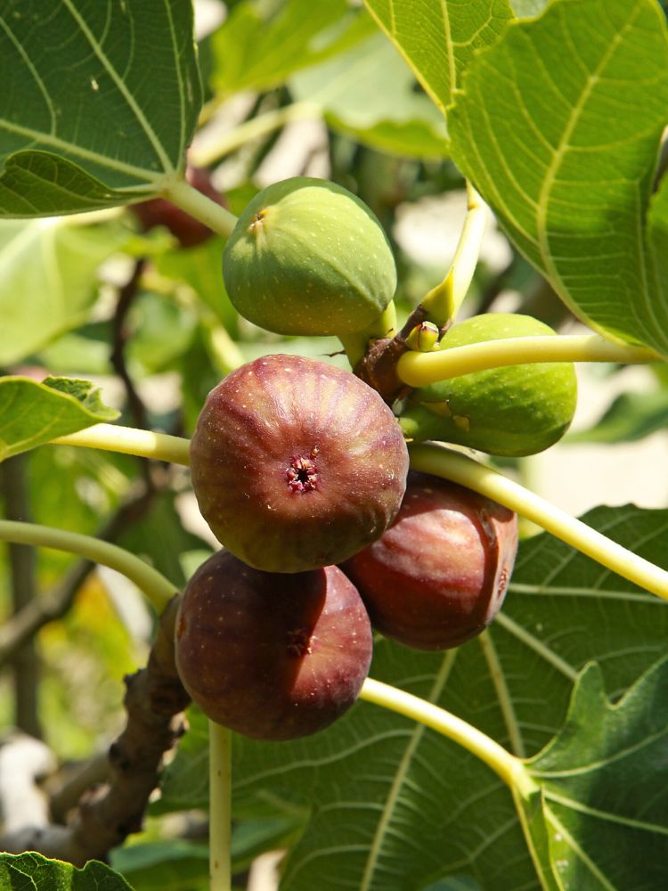 Bild von Feige, Ficus carica 'Brown Turkey' im Onlineshop von Bohlken Pflanzenversand GbR