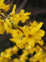 Artikelbild für Goldglöckchen Forsythia intermedia 'Goldrausch'® im Onlineshop der Bohlken Baumschulen