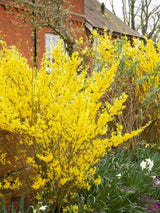 Artikelbild für Goldglöckchen Forsythia intermedia 'Goldrausch'® im Onlineshop der Bohlken Baumschulen