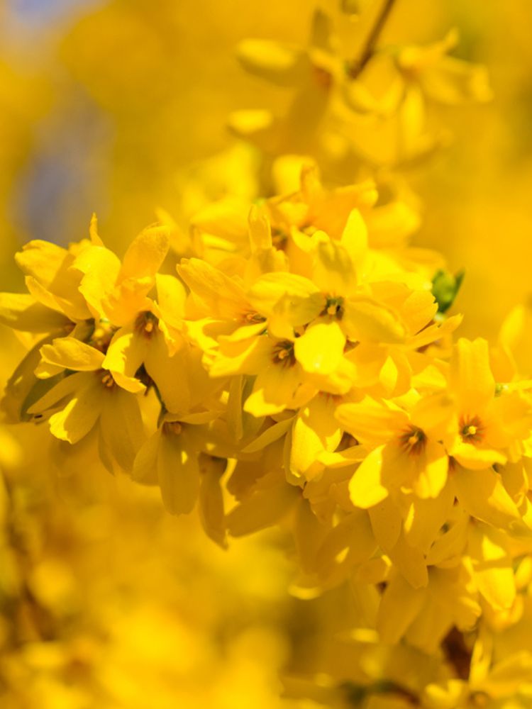 Artikelbild für Goldglöckchen Forsythia intermedia 'Goldrausch'® im Onlineshop der Bohlken Baumschulen