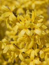 Artikelbild für Goldglöckchen Forsythia intermedia 'Week-End' ® im Onlineshop der Bohlken Baumschulen