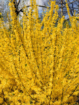 Artikelbild für Goldglöckchen Forsythia intermedia 'Week-End' ® im Onlineshop der Bohlken Baumschulen