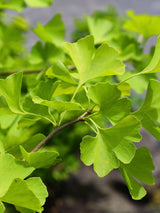 Zwerg-Fächerblattbaum, Ginkgo biloba 'David' kaufen im Online-Shop der Bohlken Baumschulen