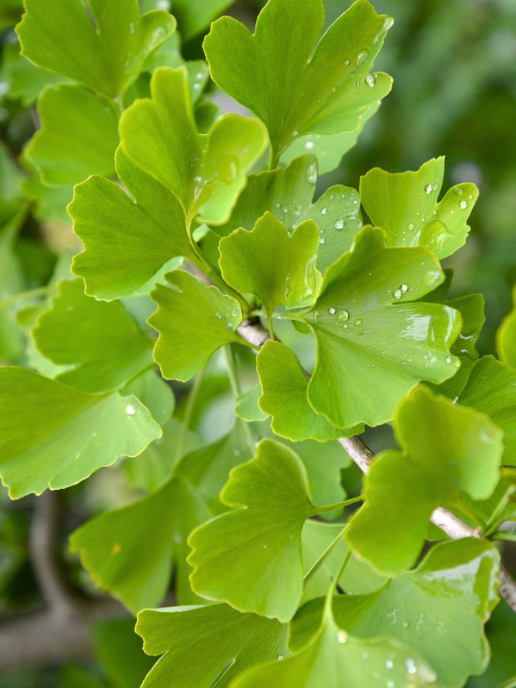 Zwerg-Fächerblattbaum, Ginkgo biloba 'David' kaufen im Online-Shop der Bohlken Baumschulen