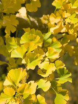 Zwerg-Fächerblattbaum, Ginkgo biloba 'David' kaufen im Online-Shop der Bohlken Baumschulen