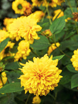 Stauden-Sonnenblume, Helianthus decapetalus 'Soleil d'Or' kaufen im Online-Shop der Bohlken Baumschulen