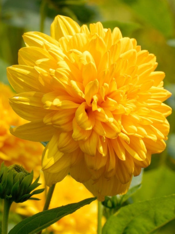 Stauden-Sonnenblume, Helianthus decapetalus 'Soleil d'Or' kaufen im Online-Shop der Bohlken Baumschulen