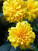 Stauden-Sonnenblume, Helianthus decapetalus 'Soleil d'Or' kaufen im Online-Shop der Bohlken Baumschulen