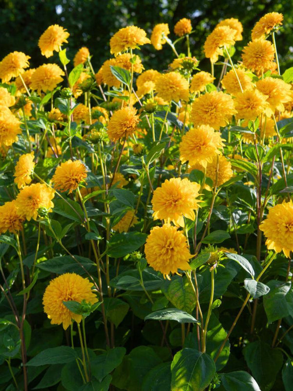 Stauden-Sonnenblume, Helianthus decapetalus 'Soleil d'Or' kaufen im Online-Shop der Bohlken Baumschulen