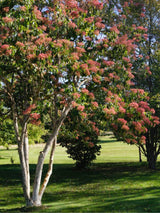 Sieben-Söhne-des-Himmels-Strauch, Heptacodium miconioides 'Tianshan' ® kaufen im Online-Shop der Bohlken Baumschulen