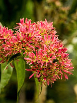 Sieben-Söhne-des-Himmels-Strauch, Heptacodium miconioides 'Tianshan' ® kaufen im Online-Shop der Bohlken Baumschulen