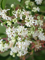 Sieben-Söhne-des-Himmels-Strauch, Heptacodium miconioides 'Tianshan' ® kaufen im Online-Shop der Bohlken Baumschulen