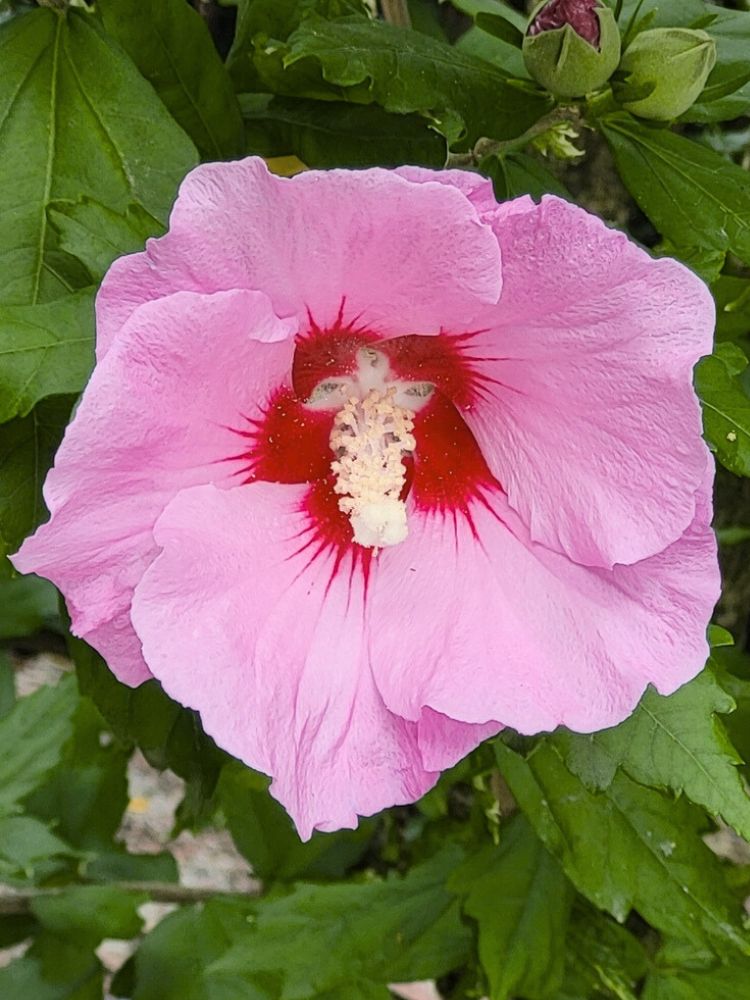 Garteneibisch, Hibiscus syriacus 'Aphrodite' kaufen im Online-Shop der Bohlken Baumschulen