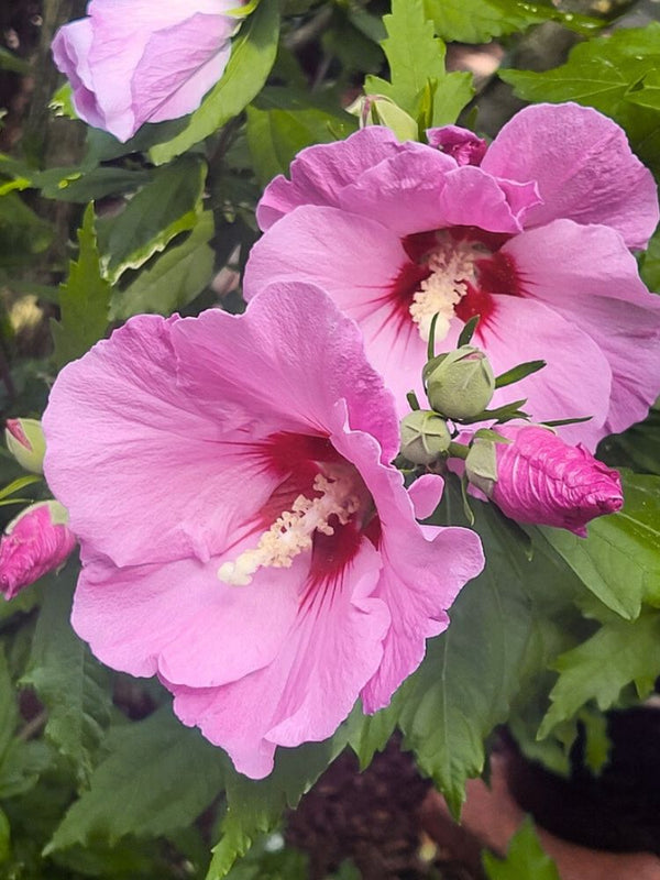 Garteneibisch, Hibiscus syriacus 'Aphrodite' kaufen im Online-Shop der Bohlken Baumschulen