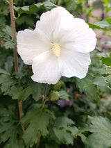 Hibiscus syriacus 'Diana', Garteneibisch 'Diana' im Onlineshop der Bohlken Baumschulen