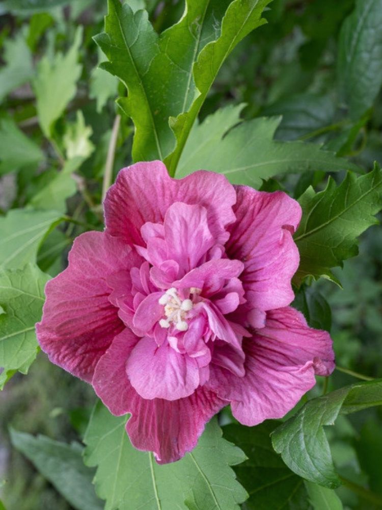 Garteneibisch, Hibiscus syriacus 'Duc de Brabant' kaufen im Online-Shop der Bohlken Baumschulen