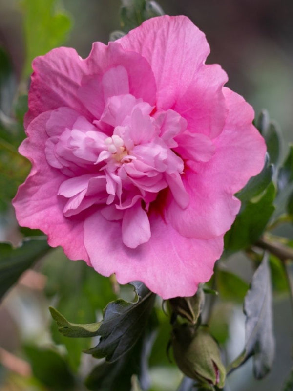 Garteneibisch, Hibiscus syriacus 'Duc de Brabant' kaufen im Online-Shop der Bohlken Baumschulen