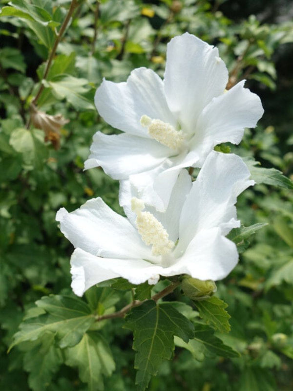 Garteneibisch, Hibiscus syriacus 'Eleonore' kaufen im Online-Shop der Bohlken Baumschulen