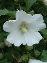 Garteneibisch, Hibiscus syriacus 'Eleonore' kaufen im Online-Shop der Bohlken Baumschulen