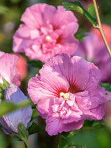 Garteneibisch, Hibiscus syriacus 'Eruption' ® kaufen im Online-Shop der Bohlken Baumschulen