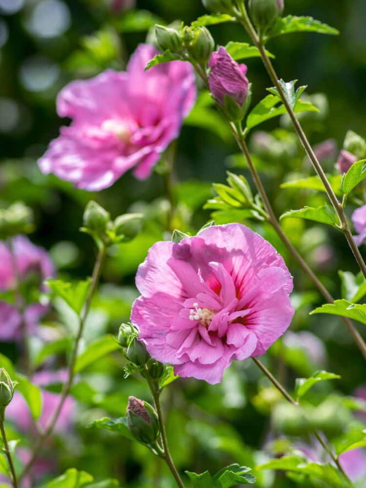 Garteneibisch, Hibiscus syriacus 'Eruption' ® kaufen im Online-Shop der Bohlken Baumschulen