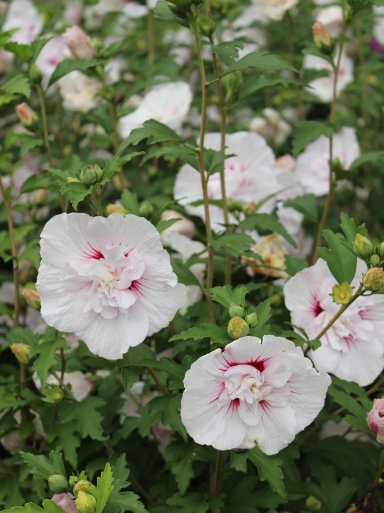 Garteneibisch, Hibiscus syriacus 'French Point' ® kaufen bei Bohlken Baumschulen