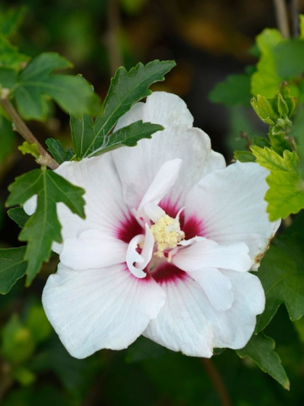 Garteneibisch, Hibiscus syriacus 'French Point' ® kaufen bei Bohlken Baumschulen