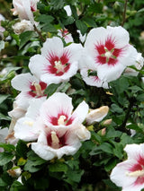 Hibiscus syriacus 'Helene', Garteneibisch 'Helene' im Onlineshop der Bohlken Baumschulen