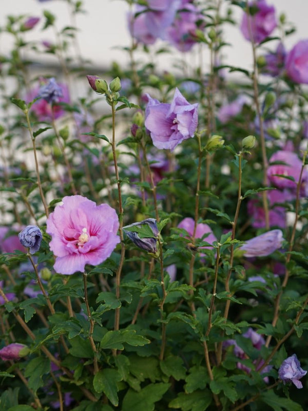 Garteneibisch, Hibiscus syriacus 'Lavender  Chiffon' ® kaufen im Online-Shop der Bohlken Baumschulen