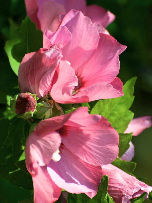 Garteneibisch, Hibiscus syriacus 'Lunar Delight' ® kaufen im Online-Shop der Bohlken Baumschulen