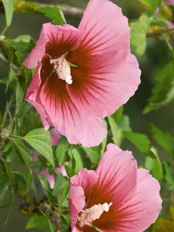 Garteneibisch, Hibiscus syriacus 'Lunar Delight' ® kaufen im Online-Shop der Bohlken Baumschulen