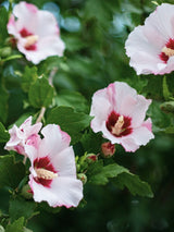 Garteneibisch, Hibiscus syriacus 'Mathilda' kaufen im Online-Shop der Bohlken Baumschulen