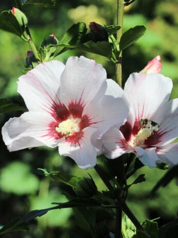 Garteneibisch, Hibiscus syriacus 'Mathilda' kaufen im Online-Shop der Bohlken Baumschulen