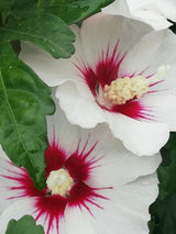 Garteneibisch, Hibiscus syriacus 'Red Heart' kaufen im Online-Shop der Bohlken Baumschulen