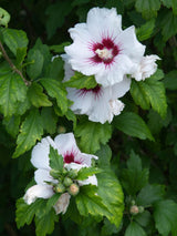 Garteneibisch, Hibiscus syriacus 'Red Heart' kaufen im Online-Shop der Bohlken Baumschulen