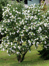 Garteneibisch, Hibiscus syriacus 'Red Heart' kaufen im Online-Shop der Bohlken Baumschulen