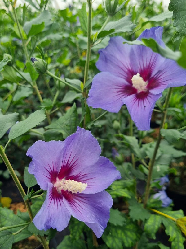 Garteneibisch, Hibiscus syriacus 'Ultramarine' ® kaufen im Online-Shop der Bohlken Baumschulen