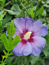 Garteneibisch, Hibiscus syriacus 'Ultramarine' ® kaufen im Online-Shop der Bohlken Baumschulen