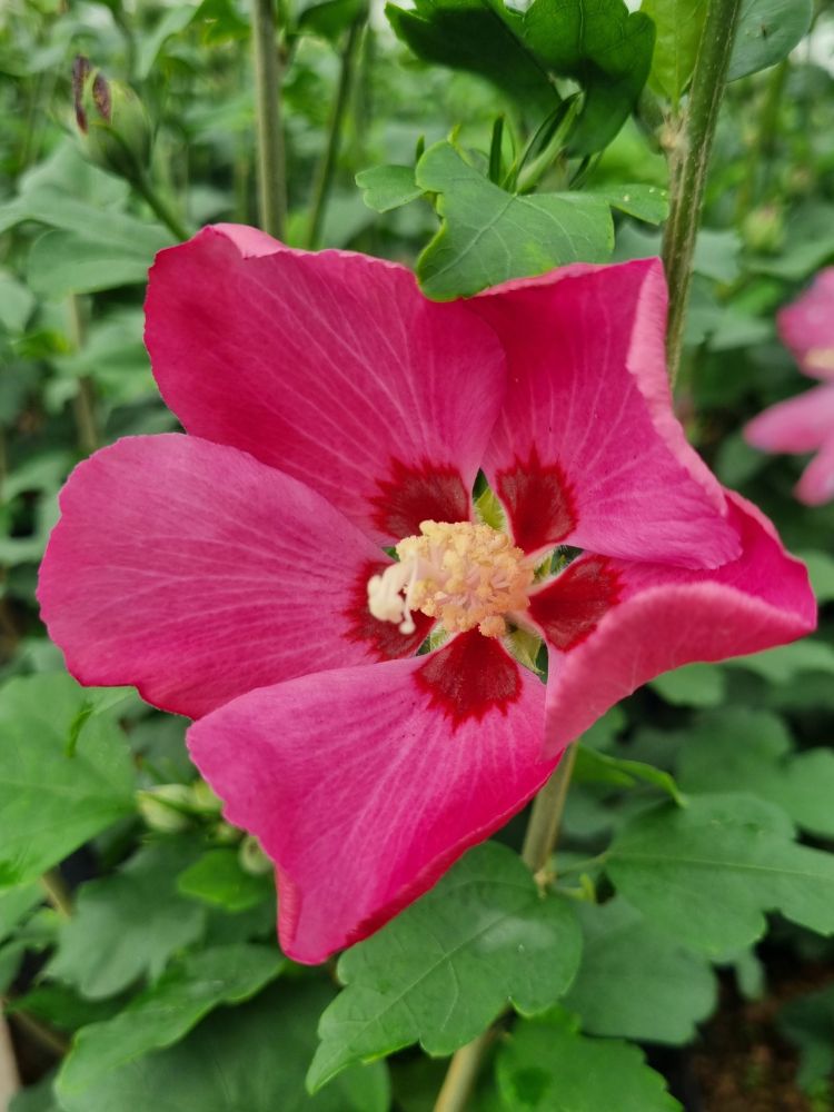 Garteneibisch, Hibiscus syriacus 'Woodbridge' kaufen im Online-Shop der Bohlken Baumschulen