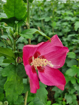 Garteneibisch, Hibiscus syriacus 'Woodbridge' kaufen im Online-Shop der Bohlken Baumschulen