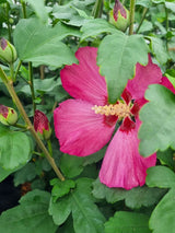 Garteneibisch, Hibiscus syriacus 'Woodbridge' kaufen im Online-Shop der Bohlken Baumschulen